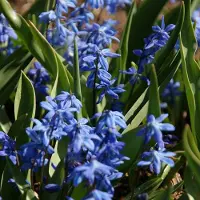 QFB Gardening Grootverpakking Scilla siberica | 100 stuks | Blauw | Voordeelverpakking