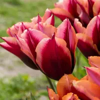 QFB Gardening Tulp Slawa | 10 stuks | Oranje | Paars | Tulpenbollen