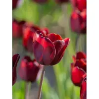 QFB Gardening Tulp Dom Pedro | 10 stuks | Enkel laat | Tulpenbollen
