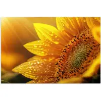 PosterMonkey Poster 180x120 cm - Zonnebloem - Dauwdruppels - Geel - Zonlicht - Posters - Kamer decoratie - Wanddecoratie woonkamer - Muurdecoratie slaapkamer XXL