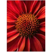 PosterMonkey Poster 30x40 cm - Close up - Bloem- Rood - Posters - Kamer decoratie - Wanddecoratie woonkamer - Muurdecoratie slaapkamer