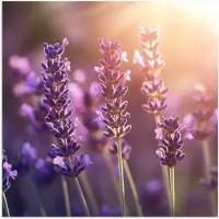 PosterMonkey Poster 30x30 cm - Lavendelbloemen - Paars - Zonlicht - Posters - Kamer decoratie - Wanddecoratie woonkamer - Muurdecoratie slaapkamer
