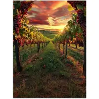 PosterMonkey Poster 120x160 cm - Wijngaard - Druiven - Zonsondergang - Posters - Kamer decoratie - Wanddecoratie woonkamer - Muurdecoratie slaapkamer XXL