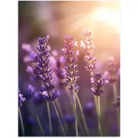 PosterMonkey Poster 90x120 cm - Lavendelbloemen - Paars - Zonlicht - Posters - Kamer decoratie - Wanddecoratie woonkamer - Muurdecoratie slaapkamer