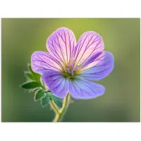 PosterMonkey Poster 40x30 cm - Bloem - Close up - Paars - Posters - Kamer decoratie - Wanddecoratie woonkamer - Muurdecoratie slaapkamer