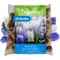 Organifer 25 Hyacinten - Blauwe Tinten - XXL Bollengrootte 16/17 cm - Bloembollen - Hyacint - Zomerbollen - Voorjaarsbollen - Trekt vlinders en bijen aan - Vaste planten -