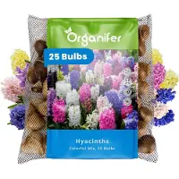 Organifer 25 Hyacinten - Kleurrijke Mix - XXL Bollengrootte 16/17 cm - Bloembollen - Hyacint - Zomerbollen - Voorjaarsbollen - Trekt vlinders en bijen aan - Vaste planten -