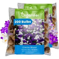 Organifer 200 Krokus - Crocus - Bloembollen - Grootbloemige Paradise Mix - XXL Bollengrootte 8/9 cm - Zomerbollen - Voorjaarsbollen - Trekt vlinders en bijen aan - Vaste planten - Veelkleurig -