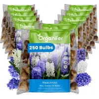 Organifer 250 Hyacinten - Blauwe Tinten - XXL Bollengrootte 16/17 cm - Bloembollen - Hyacint - Zomerbollen - Voorjaarsbollen - Trekt vlinders en bijen aan - Vaste planten -