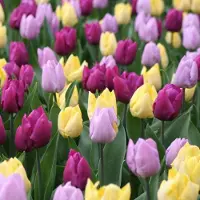 QFB Gardening Tulp midden bloeiend gemengd | 10 stuks | Enkel vroeg | Geel | Violet | Paars