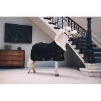 Kentucky Horsewear Horsewear - Showdeken - Zwart - 80/130