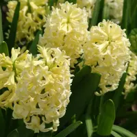 QFB Gardening Hyacint City of Haarlem | 5 stuks | Geel | Hyacintenbollen