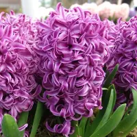 QFB Gardening Hyacint Purple Sensation | 5 stuks | Paars | Hyacintenbollen