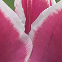 JUB - Tulipa Claudia, 8 bloembollen