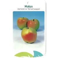 Warentuin Collection Malus Domestica Notarisappel fruitboom Appel