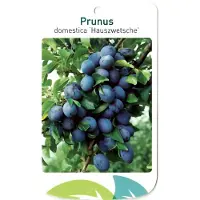 Warentuin Collection Prunus Domestica Hauszwetsche fruitboom Pruim