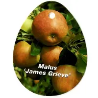 Warentuin Collection Malus Domestica James Grieve fruitboom Appel