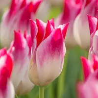 QFB Gardening Tulp Whispering Dream | 10 stuks | Leliebloemig | Roze | Wit