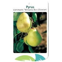 Warentuin Collection Pyrus Communis Williams Bon Chretien fruitboom Peer