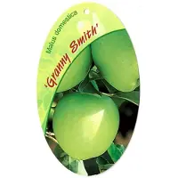 Warentuin Collection Malus Domestica Granny Smith fruitboom Appel
