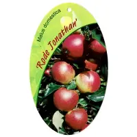 Warentuin Collection Malus Domestica Rode Jonathan fruitboom Appel
