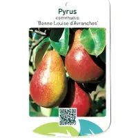 Warentuin Collection Pyrus Communis Bonne Louise d Avranches fruitboom Peer