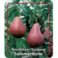 Warentuin Collection Pyrus Communis Rote Williams Christbirne fruitboom Peer
