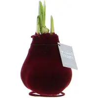 QFB Gardening Wax Amaryllis Velvet Touchz Bordeaux | Prachtige Wax Amaryllis voor in huis |
