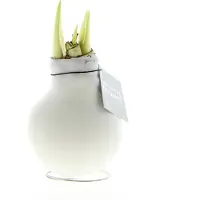 QFB Gardening Wax Amaryllis Wit WITTE BLOEM | 1 stuk | Prachtige Wax Amaryllis voor in huis |