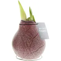 QFB Gardening Wax Amaryllis Marble Bordeaux | Prachtige Wax Amaryllis voor in huis | Rood