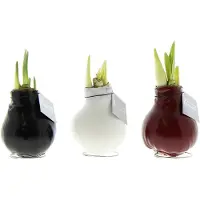 QFB Gardening Wax Amaryllis Collectie Waxz | 3 stuks | Prachtige Wax Amaryllis voor in huis |