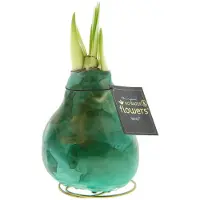 QFB Gardening Wax Amaryllis Univerz Groen | Prachtige Wax Amaryllis voor in huis | Rood