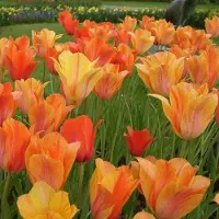 QFB Gardening Tulp El Nino | 10 stuks | Enkel laat | Geel | Oranje | Tulpenbollen