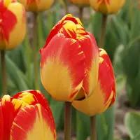 QFB Gardening Tulp Banja Luka | 10 stuks | Darwinhybride | Geel | Rood