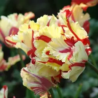 QFB Gardening Tulp Flaming Parrot | 10 stuks | Parkiet | Geel | Rood