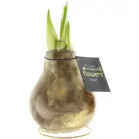 QFB Gardening Wax Amaryllis Univerz Bruin | Prachtige Wax Amaryllis voor in huis | Rood
