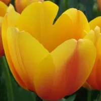 QFB Gardening Tulp World Peace | 10 stuks | Darwinhybride | Geel | Rood