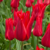 QFB Gardening Tulp Pieter de Leur | 10 stuks | Leliebloemig | Rood | Tulpenbollen