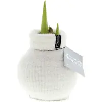QFB Gardening Wax Amaryllis Fashionz Cozy Fluffy Wit | Prachtige Wax Amaryllis voor in huis |