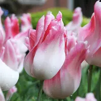 QFB Gardening Tulp Holland Chic | 10 stuks | Leliebloemig | Roze | Wit
