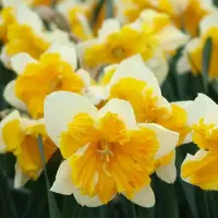 QFB Gardening Narcis Orangery | 10 stuks | 10 stuks | Splitcrown | Oranje | Wit
