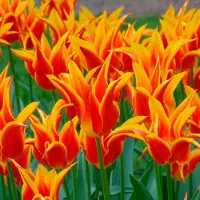 QFB Gardening Tulp Fly Away | 10 stuks | Leliebloemig | Geel | Rood | Tulpenbollen