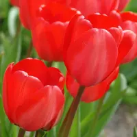 QFB Gardening Tulp Red Impression | 10 stuks | Darwinhybride | Rood