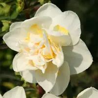 QFB Gardening Narcis White Lion | 10 stuks | Dubbel | Geel | Wit | Narcissenbollen