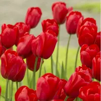 QFB Gardening Tulp Kingsblood | 10 stuks | Enkel laat | Rood | Tulpenbollen