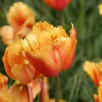 QFB Gardening Tulp Lambada | 10 stuks | Gefranjerd | Oranje | Roze | Tulpenbollen