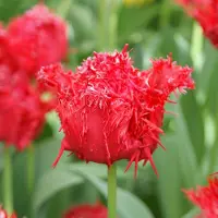 QFB Gardening Tulp Barbados | 10 stuks | Gefranjerd | Rood | Tulpenbollen