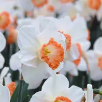 QFB Gardening Narcis Pink Charm | 10 stuks | 10 stuks | Large cup | Oranje | Wit