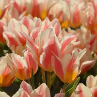 QFB Gardening Tulp Quebec | 10 stuks | Greigii | Rood | Tulpenbollen
