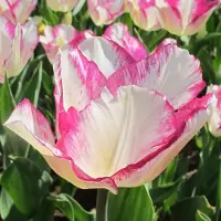 QFB Gardening Tulp Affaire | 10 stuks | Wit | Paars | Tulpenbollen